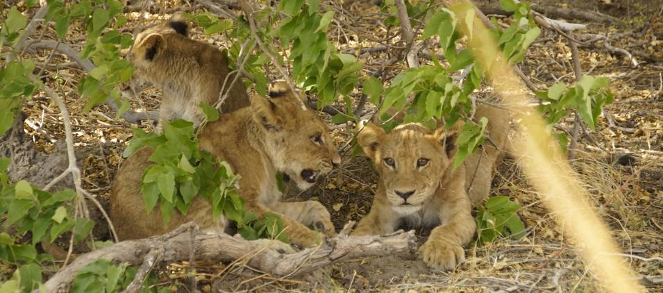 Löwen-Nachwuchs im Okavango-Delta